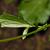 Stem