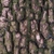 Bark closeup showing light brown bark with green moss edges