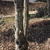 Magnolia kobus Bark in March in Wake County, NC