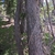 Bark in August in Lane County, Oregon