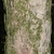Bark with moss in June in Arkansas County, Arkansas