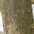 Potion of trunk showing bark characteristics