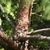 Flaky brown bark on branches in Brookside Gardens, Maryland