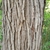 Bark in October in Milwaukee County, Wisconsin