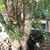 Bark of a potted plant