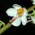 Flower and stem