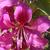 Bauhinia x blakeana flower