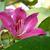 Bauhinia x blakeana