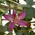 Bauhinia x blakeana