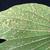 Bauhinia x blakeana and Persea mites