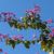 Bauhinia x blakeana
