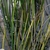 Baumea rubiginosa