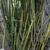 Baumea rubiginosa
