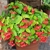 Potted plant with chartreuse leaves and red flowers.