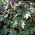 Potted plant with palmately lobed leaves.