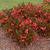 Begonia x benaratensis