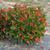 Begonia x benaratensis