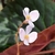 Whte flower detail