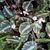 Variaged leaves and small whitish flwoers