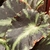 Variegated leaf detail