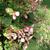Begonia grandis