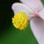 Begonia grandis