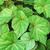 Begonia grandis leaves