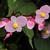 Begonia grandis flower