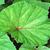 Begonia grandis leaf
