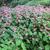 Begonia grandis mass planting