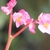 Pale pink flowers with yellow centers