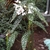 Plant with white flowers & spotted, asymmetrical leaves.