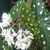 White flowers dangling in front of spotted leaves.