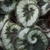 Leaves with silvery patterns & margins that spiral.
