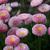 Bellis perennis pink flower