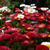 Bellis perennis (red and white)