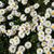 Mass planting of Bellis perennis
