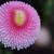 pink flower close up