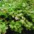 Berberis koreana