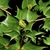 Berberis bealei spiny leaves and a leaf bud
