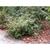 Berberis koreana form