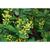 Berberis koreana