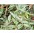 Berberis koreana
