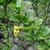 Stem with green leaves and yellow flowers