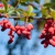 Red fruits in dangling clusters