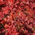 Branches with reddish orange obovate leaves and red berries.