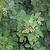 Korean barberry