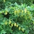 Shrub with pendulous clusters of yellow flowers.