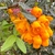 Close-up of a cluster of orange, pendulous flowers.