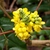 flower and leaves